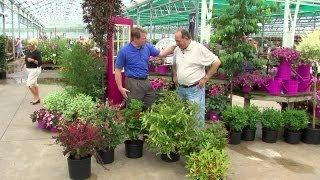 Deer Resistant Shrubs