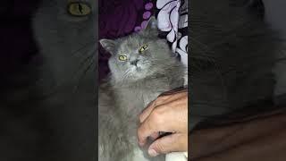 #catshorts #catlover #貓眼觀察室 #catvideos #cute #petlovers #babyanimal #funny #slowedandreverb #music #