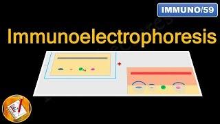 Immunoelectrophoresis (FL-Immuno/59)