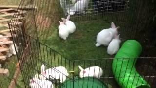 Bunny village