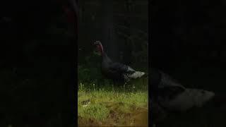 Chasing Turkeys in Washington & Montana