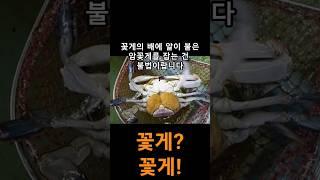 "꽃게야 자라거라!"...1cm 어린 꽃게 방류 #수산물 #꽃게 #암꽃게 #전북 #전북cbs #cbs #송승민기자 #전북도 #수산기술연구소