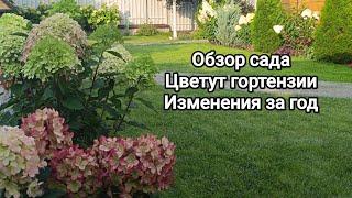 Август, ОБЗОР сада/ цветут ГОРТЕНЗИИ/ что ИЗМЕНИЛОСЬ за год/ начинаю освобождать ГРЯДКИ