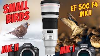 Small Birds, Big Shots: Canon R5 MKII and 500mm f/4L IS II in the Field