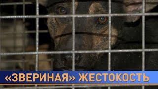 "Ад! Ад на земле!" Жуткие истории с жестоким обращением и закон о защите животных