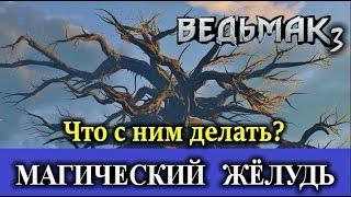 Ведьмак 3. Магический жёлудь с Лысой горы. Для чего он нужен,  и что с ним делать?