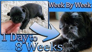 Shih Tzu Puppy Development | week by week | Day 1 to Week 8 | Puppy Transformation