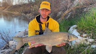 Barbel fishing - Feeder sul fiume Po