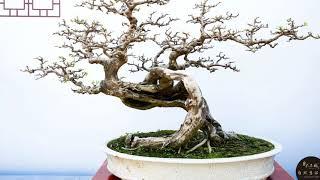 China National bonsai tree Collectors’ Exhibition part 5|| vtv bonsai thieu hau