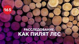 Как происходит лесозаготовка? Вырубка леса - это экологично?