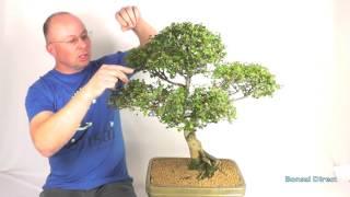 Extra-Large Chinese Elm Bonsai PE289