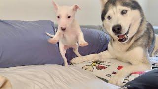 Husky Meets WILD Puppy Bull Terrier!