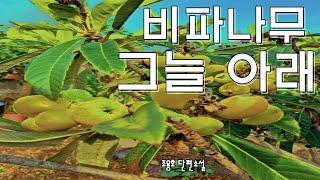 [책과 함께]비파나무 그늘 아래 #조용호# 단편소설[오디오북]
