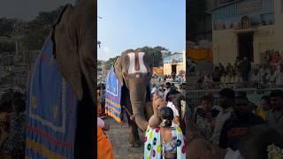 Tirumala Tirupathi Devasthanam  #ttd #tirupati #tirumala #tirumalatirupatidevasthanams #elephant