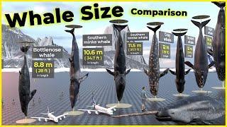 Biggest Whales in the world  | Blue Whales | Monster Whales