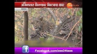 Satara | Leopard Blocking Tourist Way Of Visiting Ajinkyatara Fort