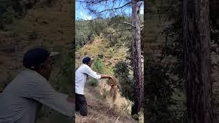 #uttarakhand #kumauni #garhwali #pahadi #villagelife #shorts #trending #viral #shortsfeed