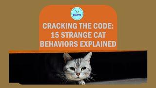  Decoding Feline Mysteries: 15 Strangest Cat Behaviors Explained 