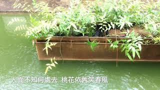 《题都城南庄》《苦情花》《相看》古诗词。流行曲 无缝接轨