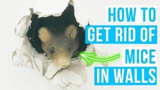 How to GET RID OF MICE IN WALLS | Mouse in wall?