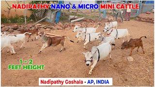 Adorable nadipathy cattle Roaming in farm  #miniature #trending #yt #pmmodi #up #ayodhya #rammandir