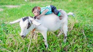 Smart Monkey mimi helps her mother herd goats and rabbits - Daily life of mother and baby monkey