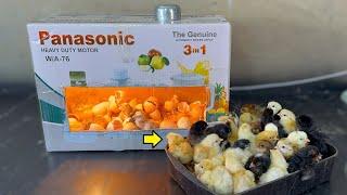 How To hatch Chicks in CARDBOARD Box - Amazing egg hatching