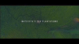 Matsesta tea plantations - Aerial view / Чайные плантации в Мацесте - Аэросъемка