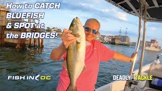 How to CATCH BLUEFISH & SPOT at the BRIDGES!