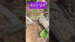 짜투리 땅에 옥수수 심기 #시골 #강원도