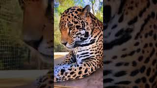 Jaguar Coat