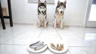 Do My Huskies Prefer Raw or Dehydrated Fish?