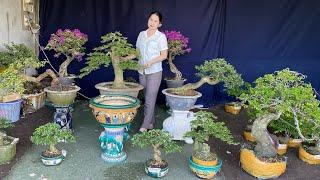 Cây cảnh, Hoa kiểng Bonsai, Đồ Đồng các loại Chào bán 13/12 (O939-7OO449) ThúyAn