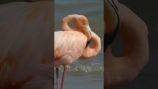 Look at Those Eyes!  American Flamingo Up Close! 