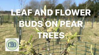 Leaf and Flower Buds on Pear Trees