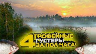 4 Трофейные Густеры на этой точке за пол часа, Старый Острог, русская рыбалка 4,Фарм,густера