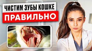 Как правильно чистить зубы кошке дома | Ветеринар стоматолог объясняет