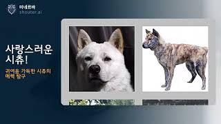 사랑스러운 시츄! #댕댕백과 #강아지 #미네르바 #AI #인공지능