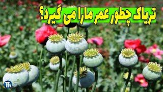 تریاک چه خواصی دارد و با ما چه می کند؟ #مواد #تریاک