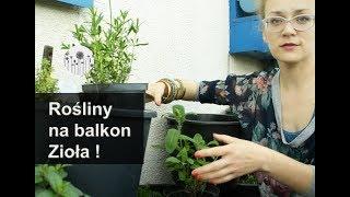 Rośliny na balkon! Mało wymagające zioła w donicy na balkonie. Vlog #2