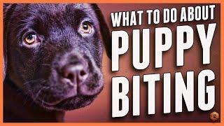 Puppy Biting? Learn Bite Inhibition Training!