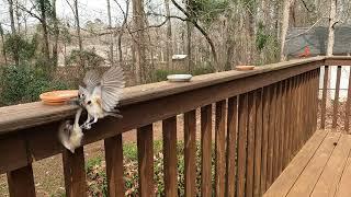 Tufted Titmouse Attacks a Chickadee!