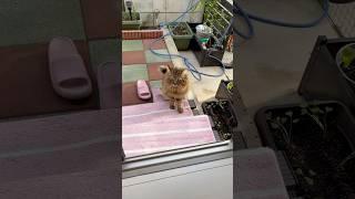 Cats in my life.#cat#kittens #katten #cute #catcute #cuteanimal #cutecat #kittten #cats #cutekittten