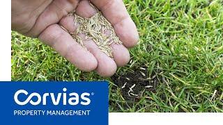 Corvias Maintenance – Grass Seed