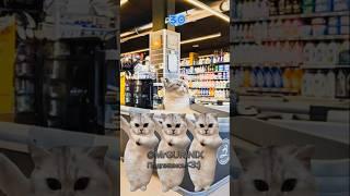 ГДЕ 1 РУБЛЬ? #youtube #shorts #хочуврек #футажи #котики #cat #kikkadim #tiktok Автор:@kikkadim