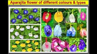 Aparajita Flowers - Different  color and varieties