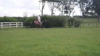 Kingcroft Bronte - For Sale