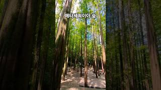 메타세쿼이아 숲 #shorts #장태산자연휴양림 #메타세쿼이아 #힐링여행 #대전여행 #daejeon #korea