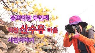 이천 산수유 마을  개화시기 사진이야기