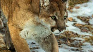 Cougars vs. Predators: How They Compete and Coexist